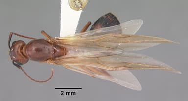 Camponotus tortuganus — queen photo 1