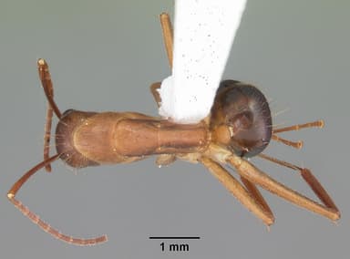 Camponotus tortuganus — queen photo 8
