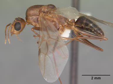 Camponotus tortuganus — queen photo 9