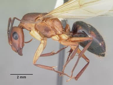 Camponotus tortuganus — queen photo 11