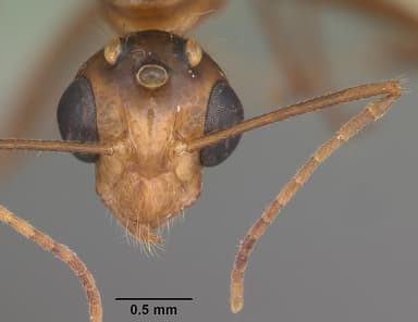 Camponotus tortuganus — queen photo 12