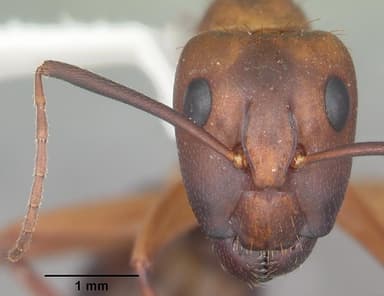 Camponotus tortuganus — queen photo 13