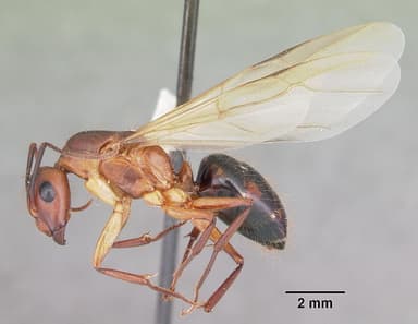 Camponotus tortuganus — queen photo 14