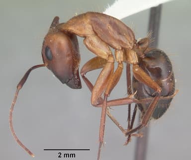 Camponotus tortuganus — queen photo 16