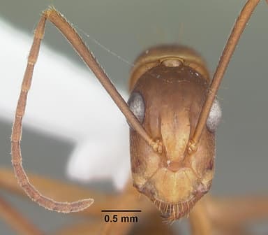 Camponotus tortuganus — queen photo 17