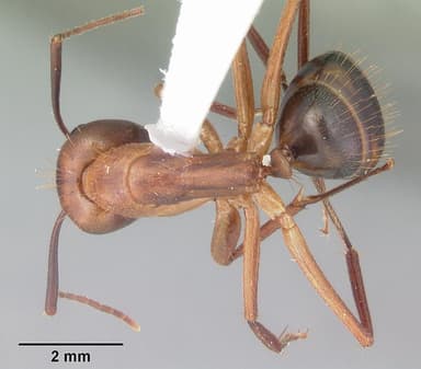 Camponotus tortuganus — queen photo 18