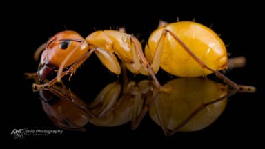 Camponotus turkestanus photo 1