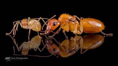 Camponotus turkestanus photo 2