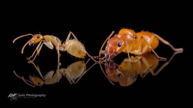 Camponotus turkestanus photo 3