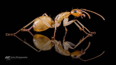Camponotus turkestanus photo 5