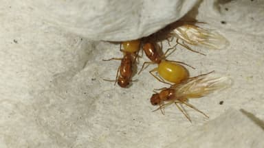Camponotus turkestanus photo 11
