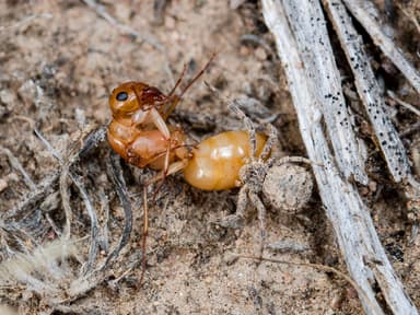 Camponotus turkestanus photo 13