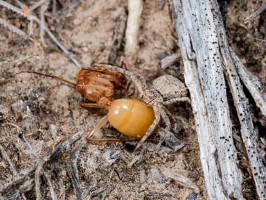 Camponotus turkestanus photo 14