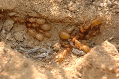 Camponotus turkestanus photo 15