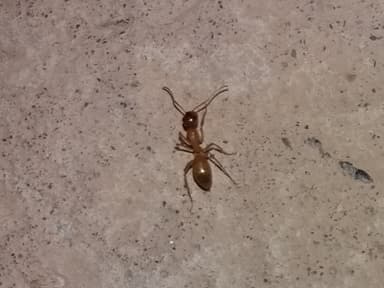 Camponotus turkestanus photo 18