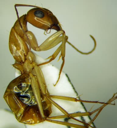 Camponotus turkestanus photo 21
