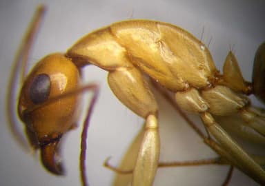 Camponotus turkestanus photo 44