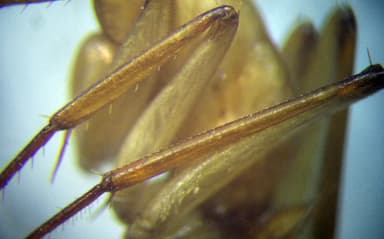 Camponotus turkestanus photo 57