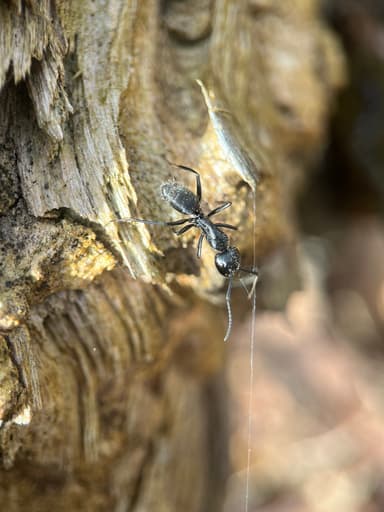 Camponotus vagus — colony photo 24