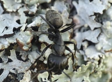 Camponotus vagus photo 52