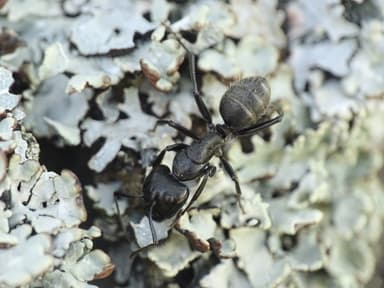 Camponotus vagus photo 53