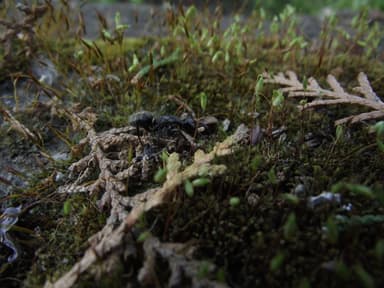 Camponotus vagus photo 58