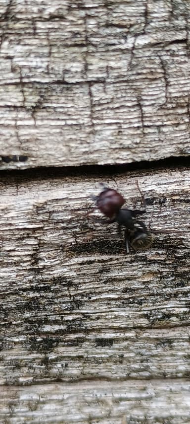 Camponotus vagus photo 65
