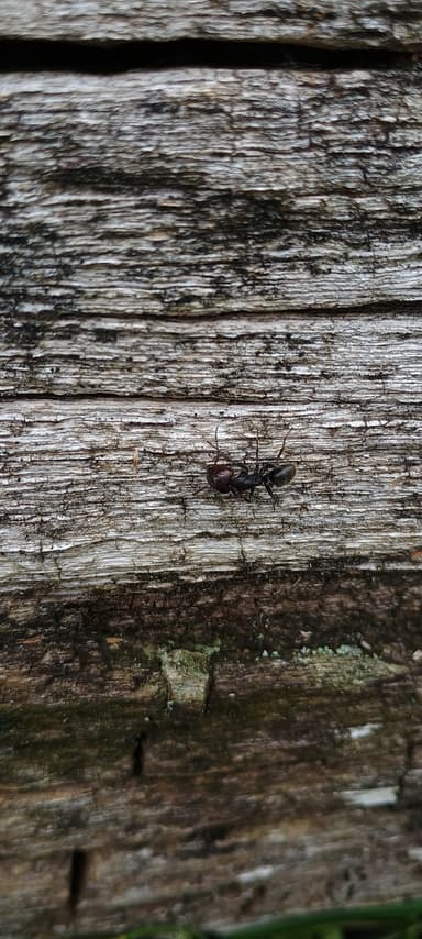 Camponotus vagus photo 66