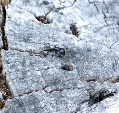 Camponotus vagus photo 68