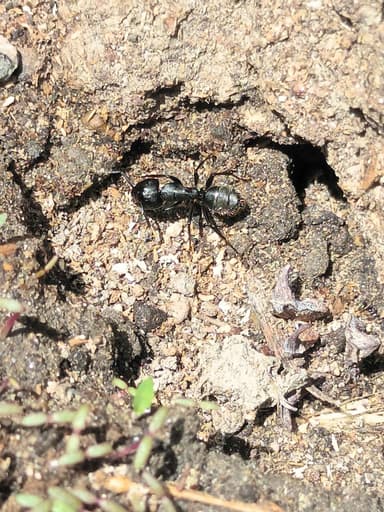 Camponotus vagus photo 75