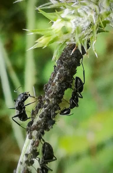 Camponotus vagus photo 96