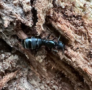 Camponotus vagus photo 100