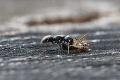 Camponotus vagus photo 105