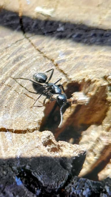 Camponotus vagus photo 110