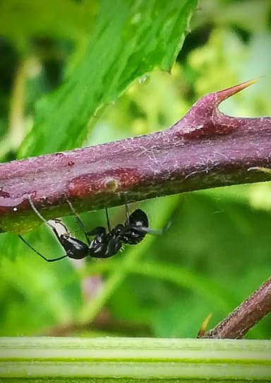 Camponotus vagus photo 116