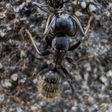 Camponotus vagus photo 120