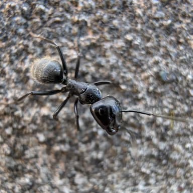 Camponotus vagus photo 121