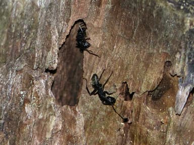 Camponotus vagus photo 122