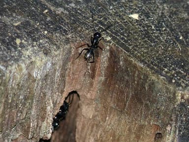 Camponotus vagus photo 123