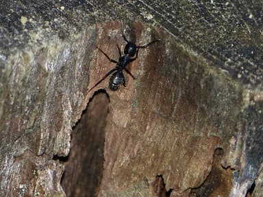 Camponotus vagus photo 124