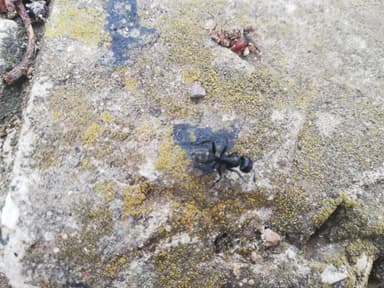 Camponotus vagus photo 126