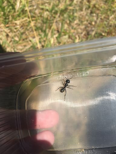 Camponotus vagus photo 127