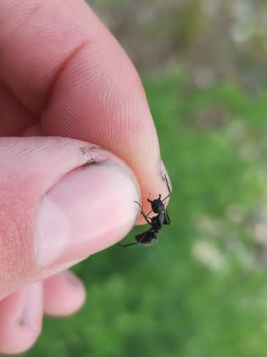 Camponotus vagus photo 128