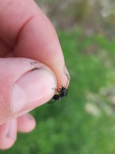 Camponotus vagus photo 129