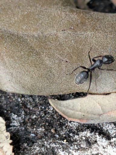 Camponotus vagus photo 149