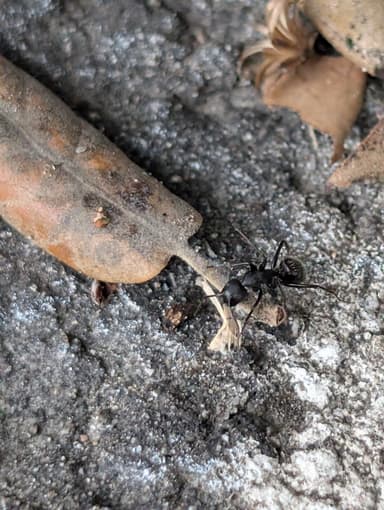 Camponotus vagus photo 150