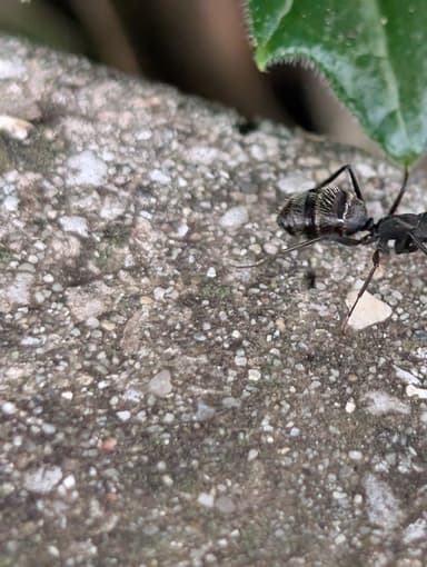 Camponotus vagus photo 152