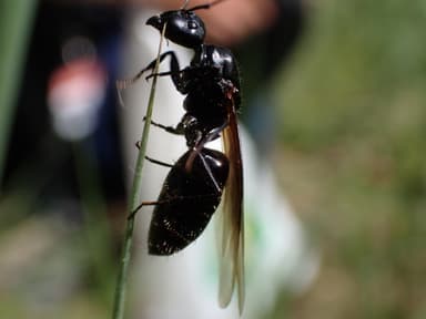 Camponotus vagus photo 156