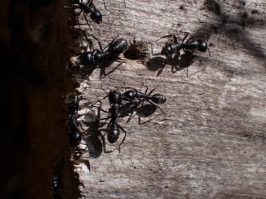 Camponotus vagus photo 157