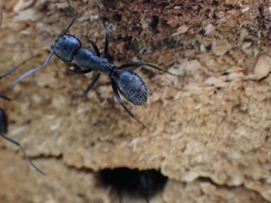 Camponotus vagus photo 160